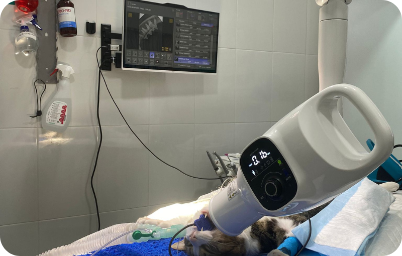 radiología odontológica especialidades veterinarias clínica Zarcovet